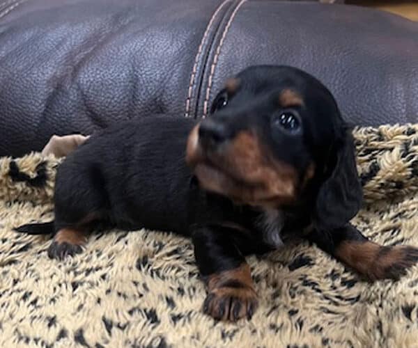 Miniature Dachshund Long Hair Male