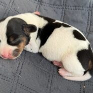 Miniature dachshund puppy
