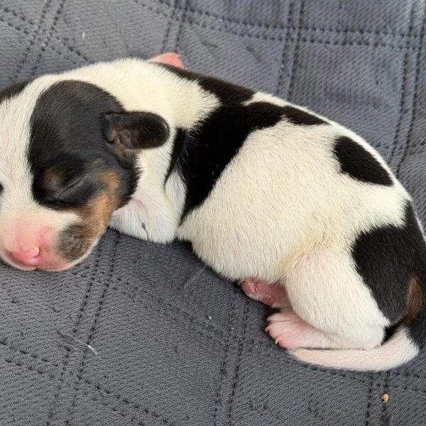 Short Hair Mini Dachshund