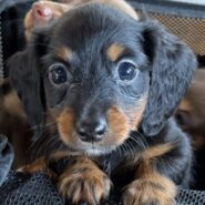 black/tan male