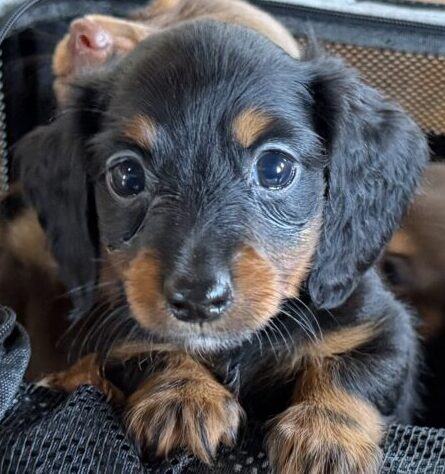 Mini Dachshund Puppies & Mini Schnauzer Puppies long hair dachshund