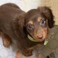 chocolate/tan long hair dachshund