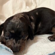 Short Hair Mini Dachshund