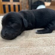 Miniature Dachshund Puppy male