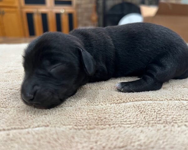 Miniature Dachshund Puppy male