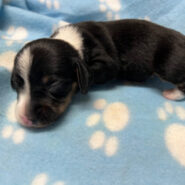 Black/tan piebald dachshund