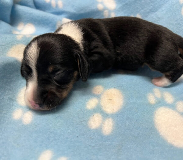 Miniature Dachshund Puppy male