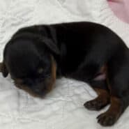 black and tan long hair miniature dachshund puppy