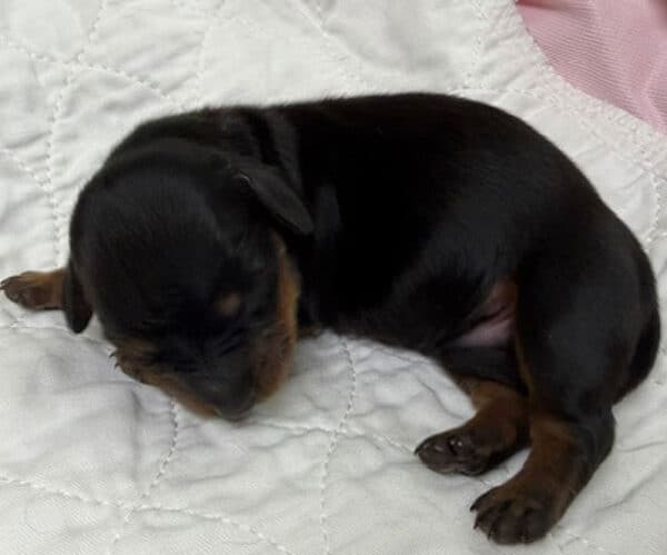 Miniature Dachshund Long Hair Male
