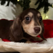 Miniature Dachshund long hair