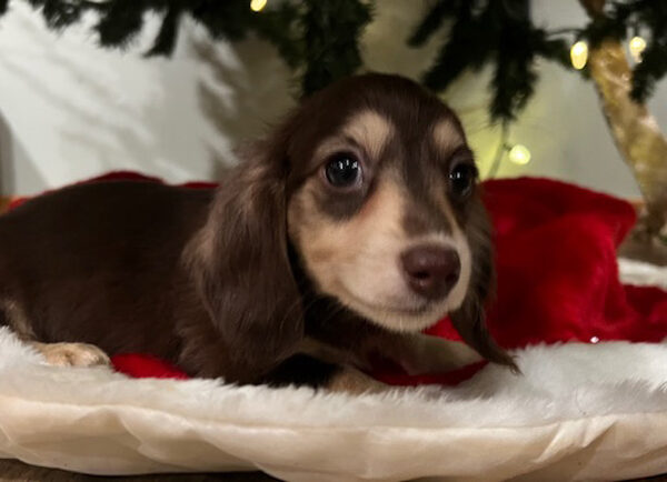 Long Hair Cream Mini Dachshunds