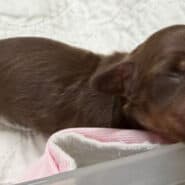 chocolatetanlonghair