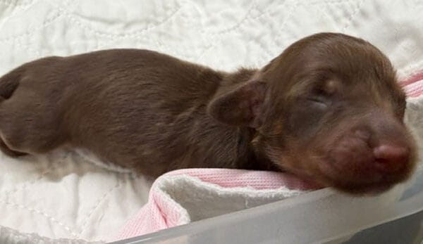 Long hair miniature dachshund