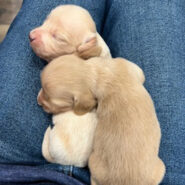 Long hair cream mini dachshunds