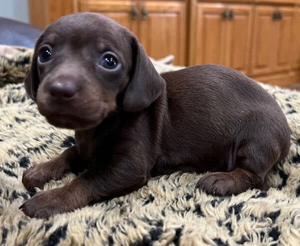 Short Hair Mini Dachshund