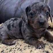 Dapple mini dachshund