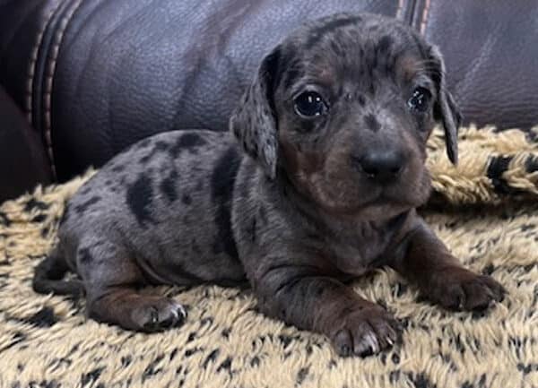 Short hair dapple dachshund