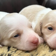 Long Hair Cream Piebald Mini Dachshunds