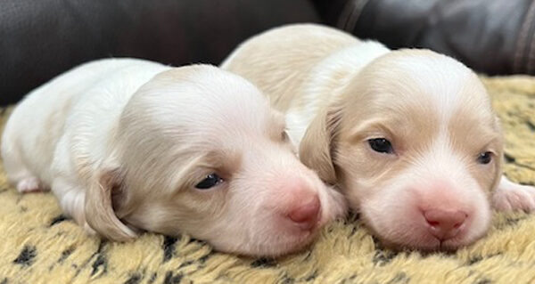 Long Hair Cream Piebald Mini Dachshunds