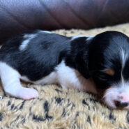 Long hair piebald mini dachshund female