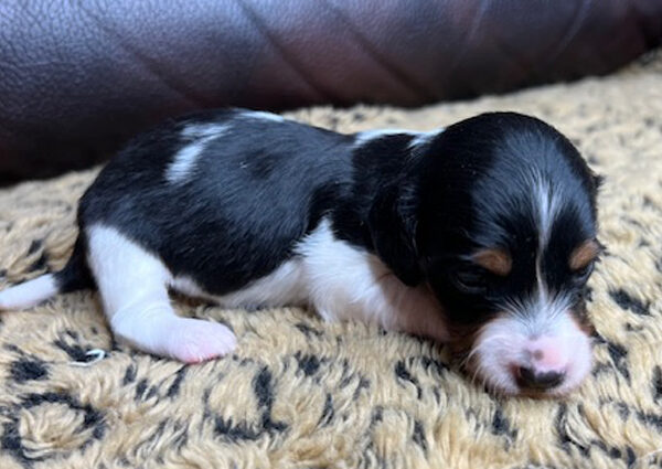 Miniature Dachshund Long Hair Female