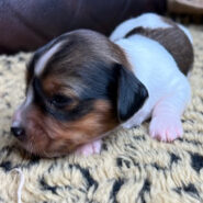 Long hair piebald male mini dachshund