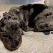 dapple dachshund