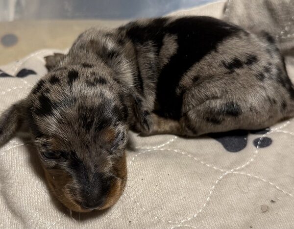 Short Hair Mini Dachshund