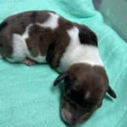 Long hair male dachshund