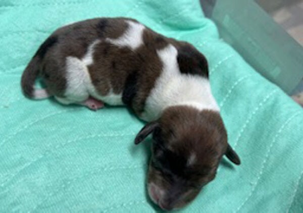 Miniature Dachshund Long Hair Male