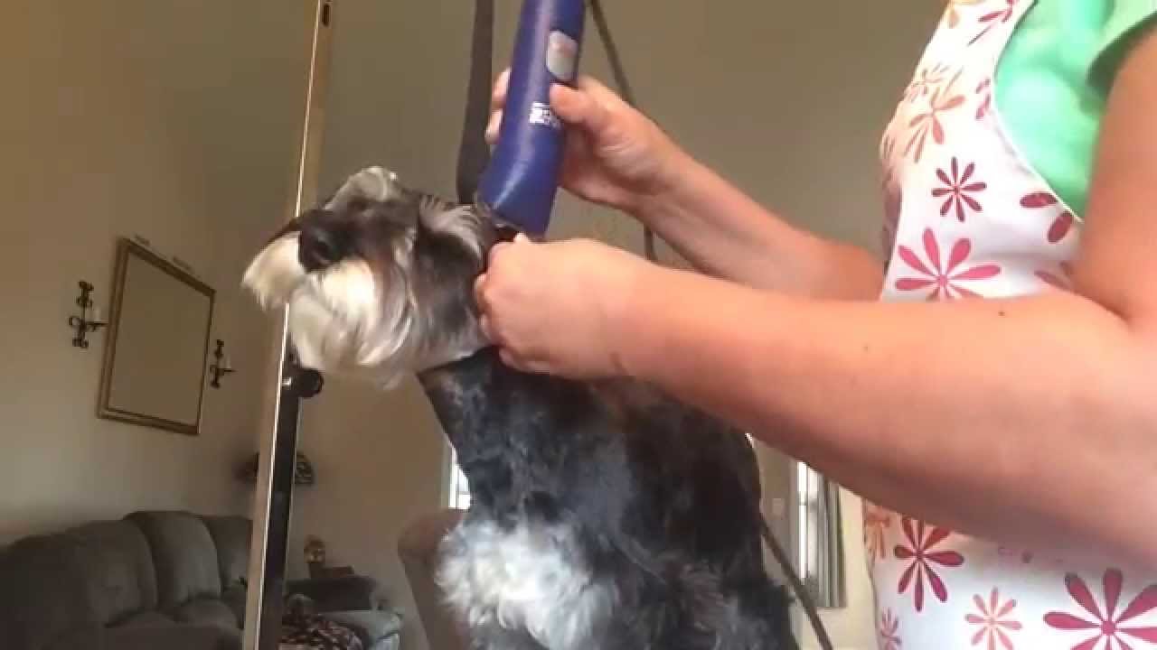 Nail Trimming and Ear Cleaning