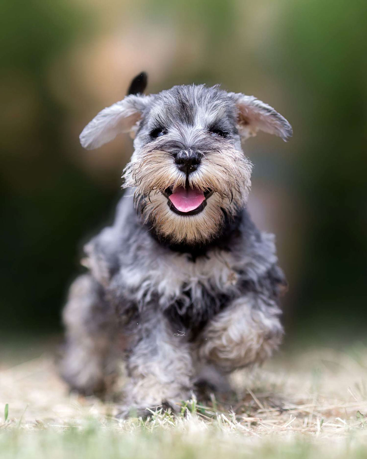 Schnauzer-Puppies-1