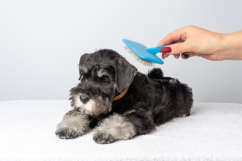 combing-the-miniature-schnauzer-puppy