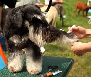 xbrush-schnauzer-dog