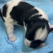 black parti schnauzer