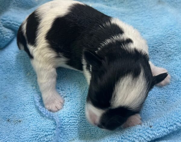 Beautiful liver and white parti mini schnauzer puppy