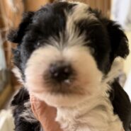 parti mini schnauzer