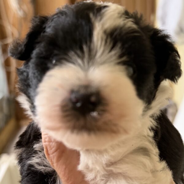 Schnauzer Puppies