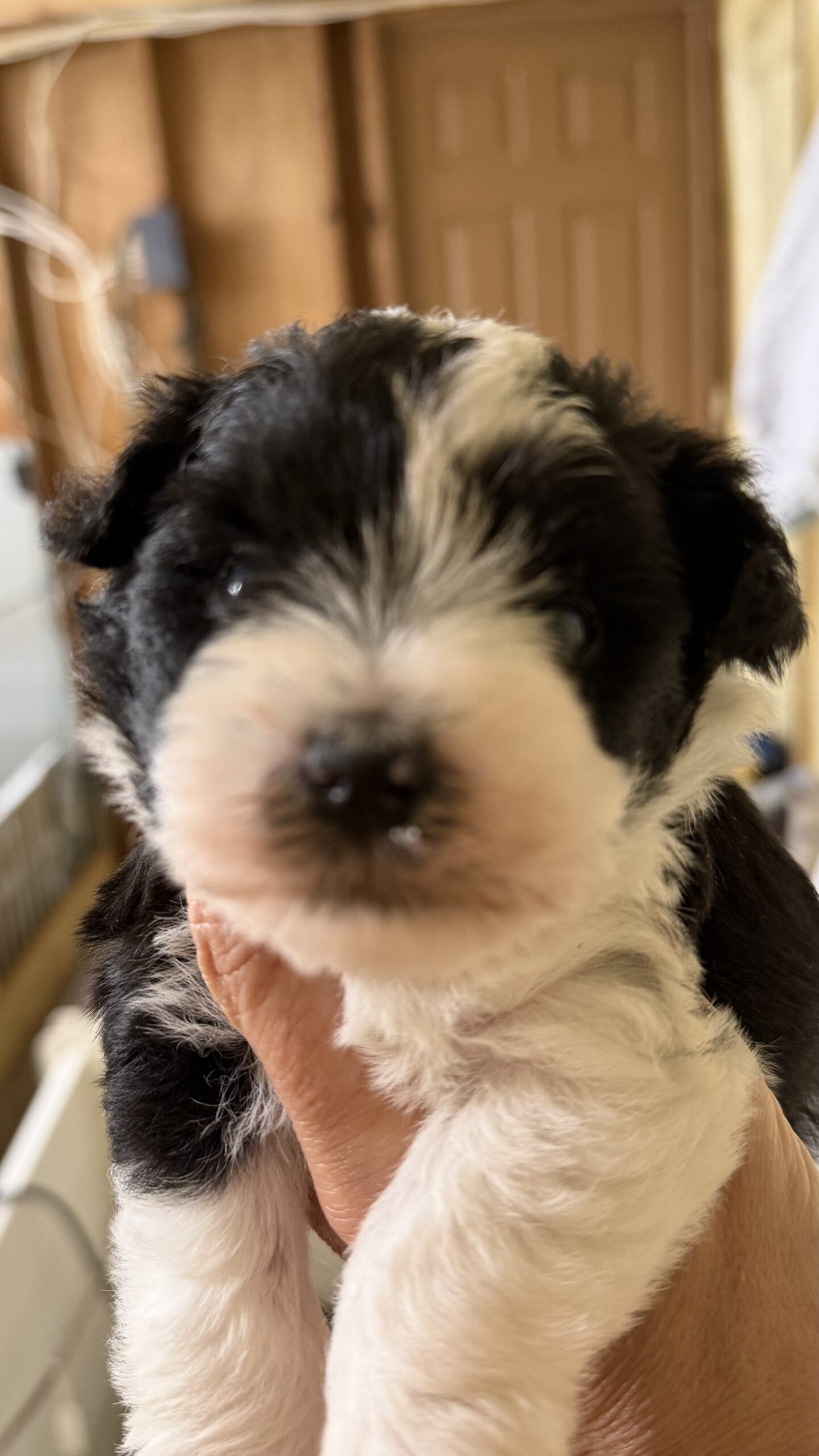 Parti Schnauzer