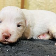 White Schnauzer