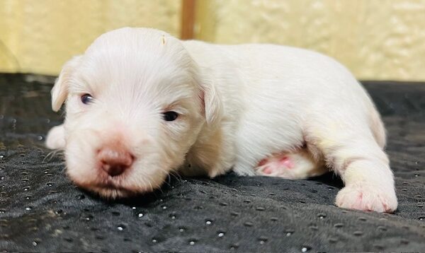 White Schnauzer