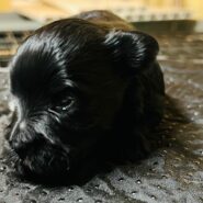 Black Schnauzer