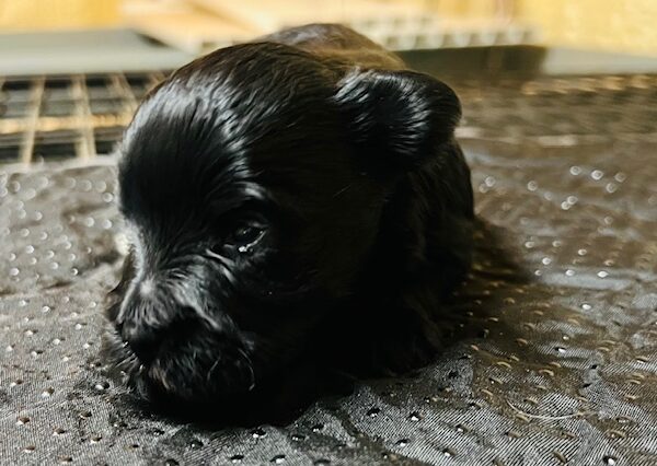 Black Schnauzer