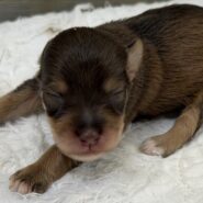 Liver Pepper Mini Schnauzer