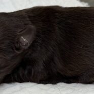 Liver male