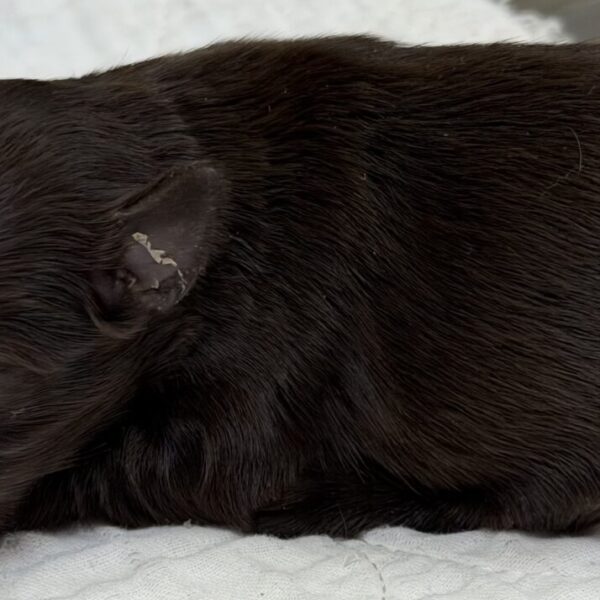 Schnauzer Puppies