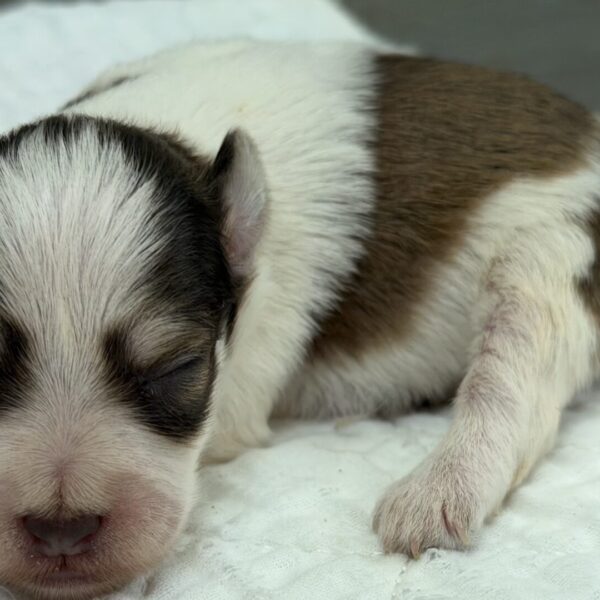 Beautiful liver and white parti mini schnauzer puppy