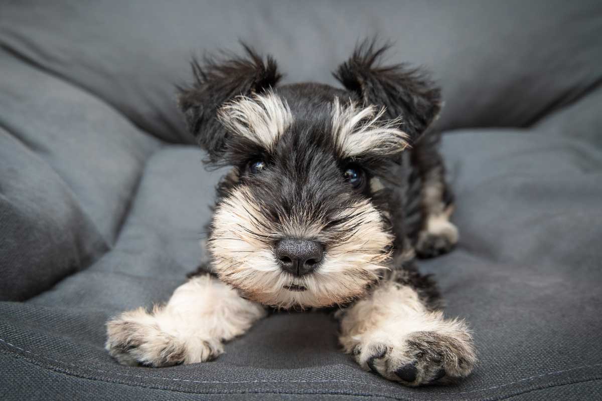 Schnauzer-Puppies-0