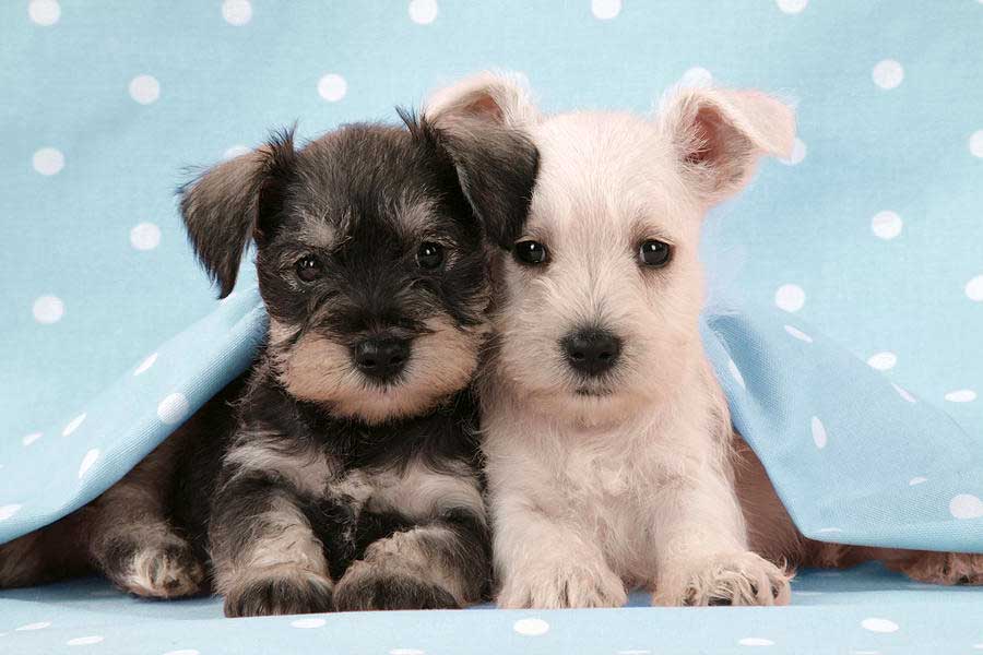 Schnauzer-Puppies-3