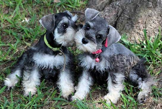 Schnauzer-Puppies